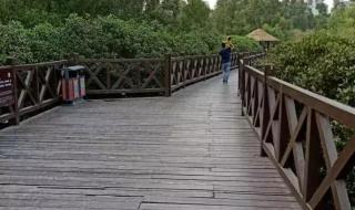 惠州大亚湾红树林公园