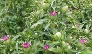 寻求药材种植合作伙伴